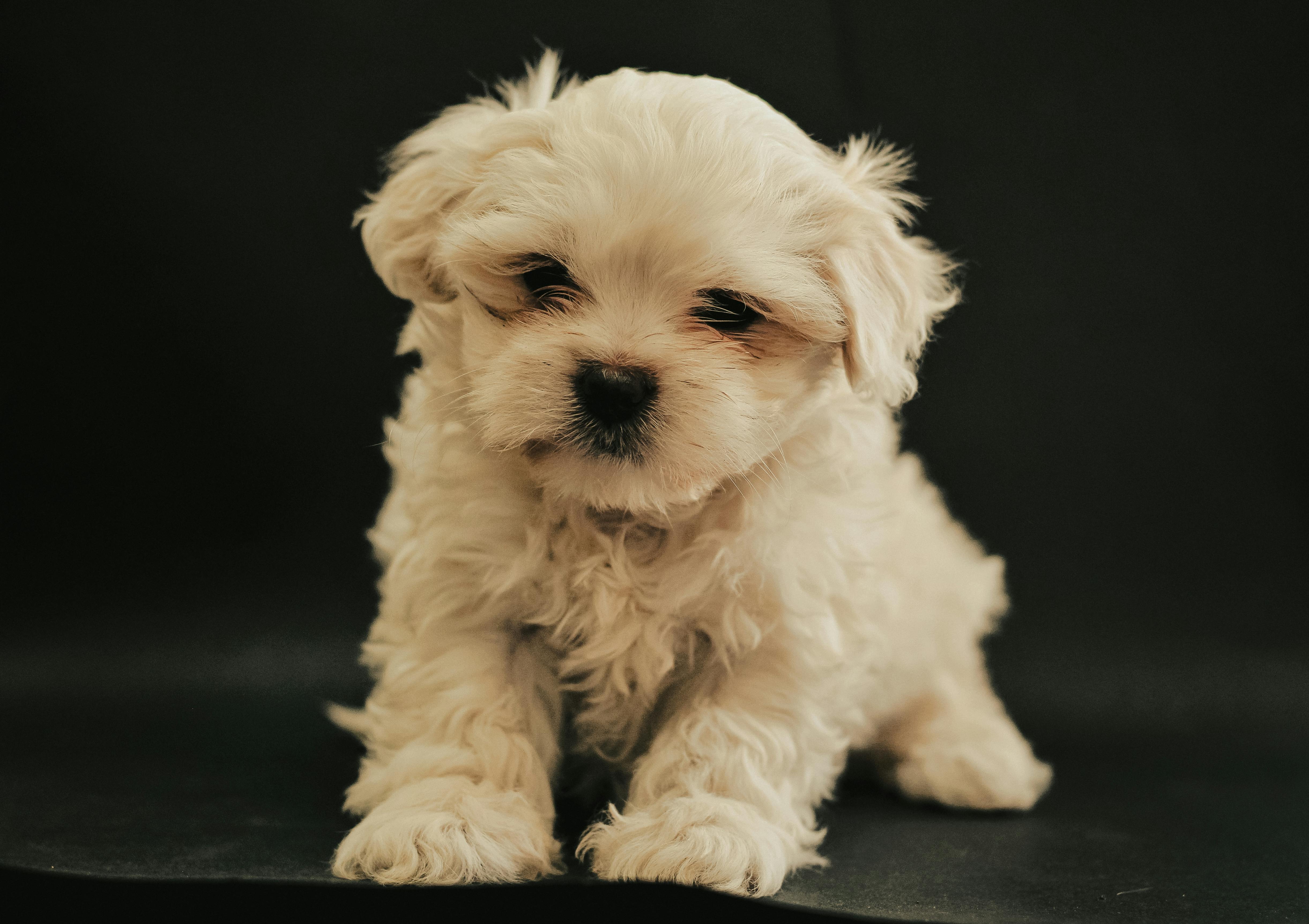 The Price Guide To Maltese Puppies Factors Costs And Considerations   Pexels Photo 16389527 