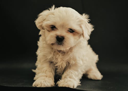 Foto profissional grátis de animal, animal de estimação, cachorro branco