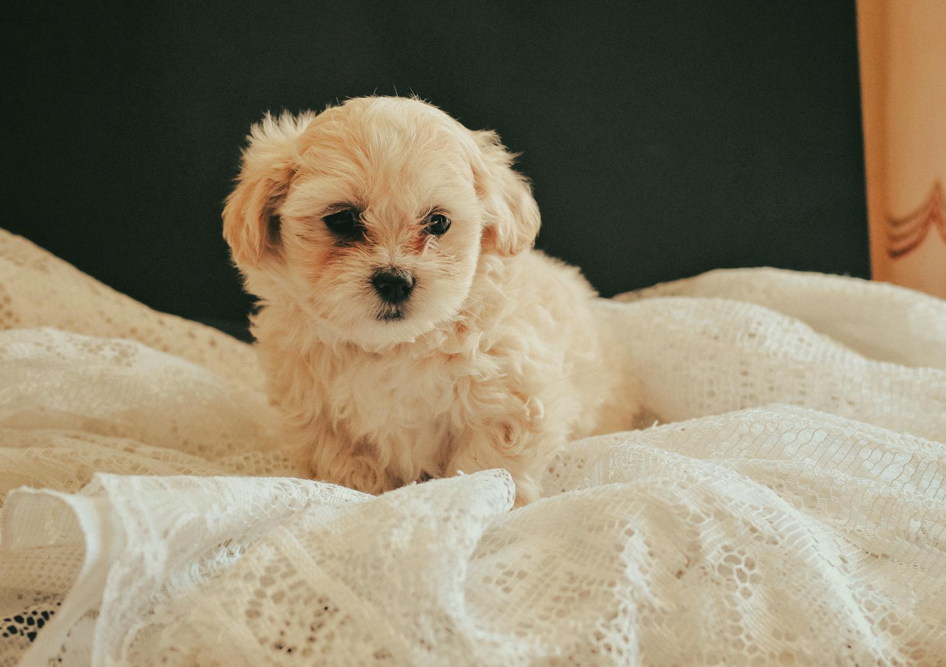 Petit chien mignon sur une feuille blanche