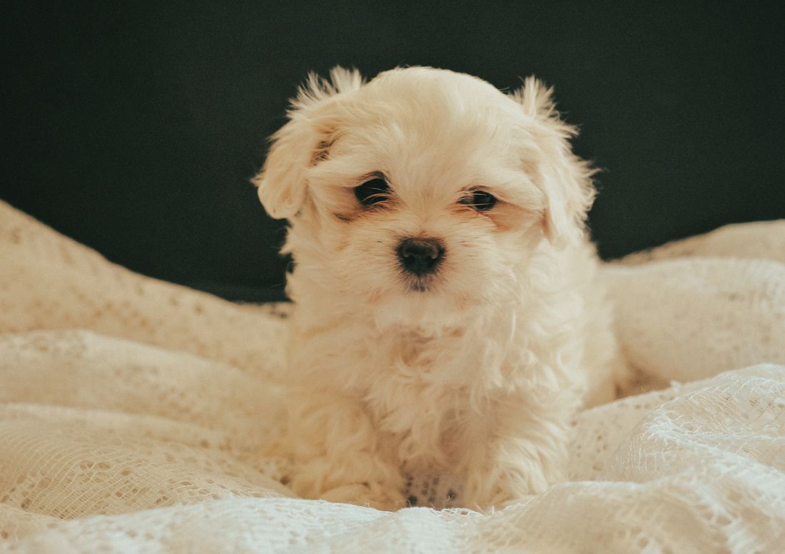 Fluffy white Maltese puppy sitting against a dark background