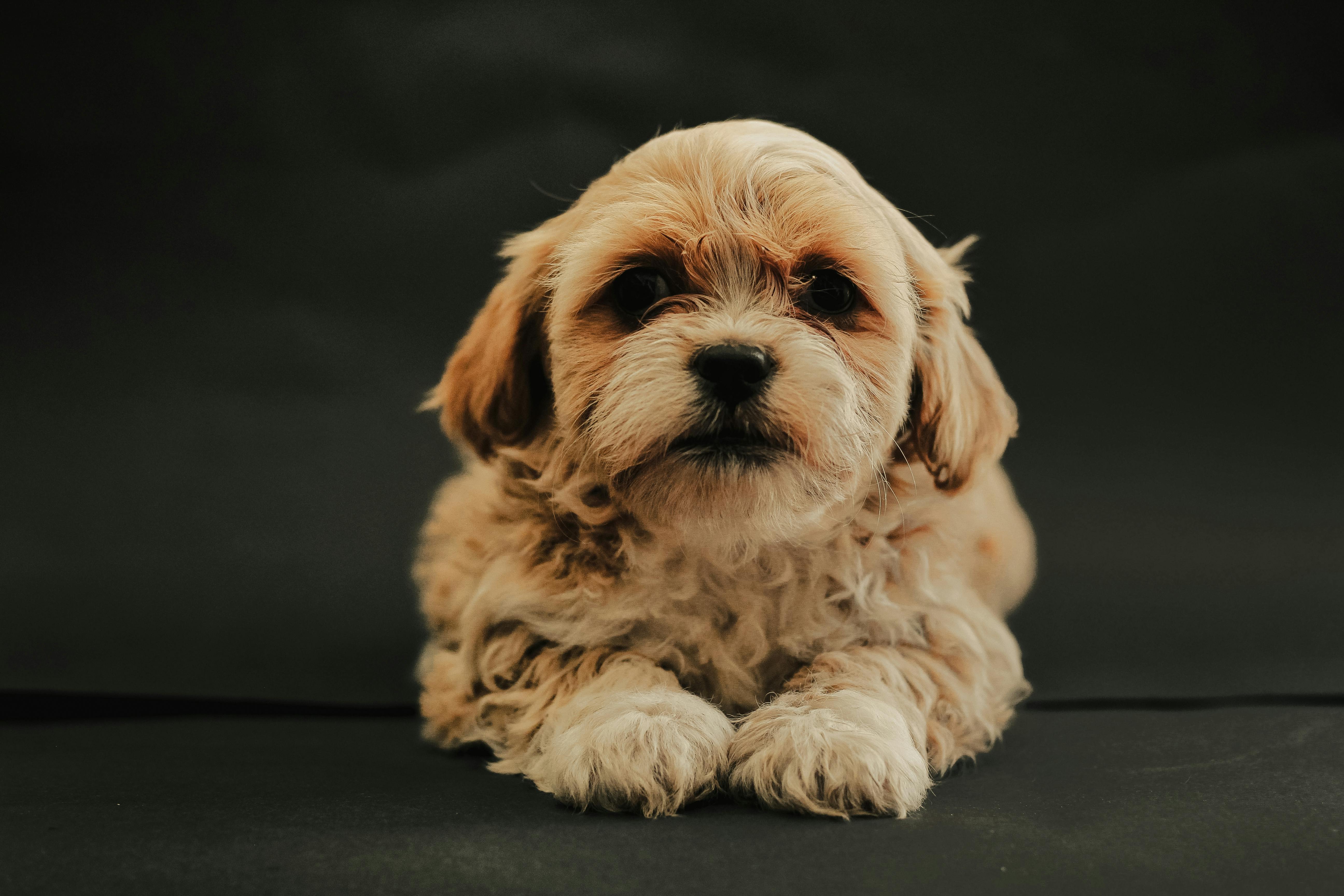 Mr Oreo The Cavachon | Charming Puppies