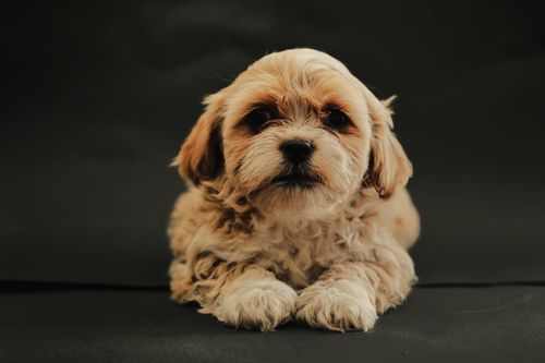 Free Charming puppy resting on a dark surface, perfect for pet lovers. Stock Photo