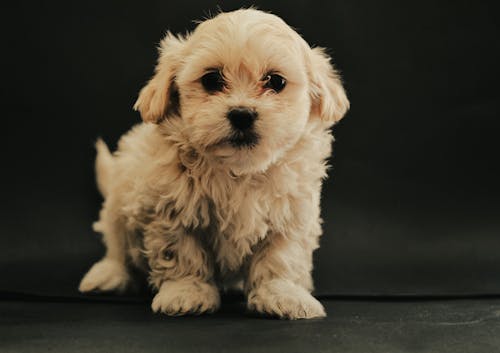 Foto profissional grátis de animal, animal de estimação, cachorro branco