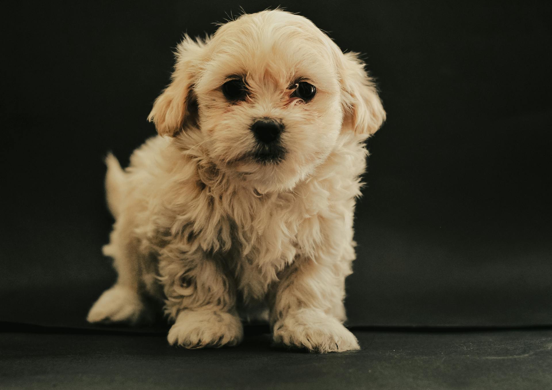 White Maltese Dog Puppy