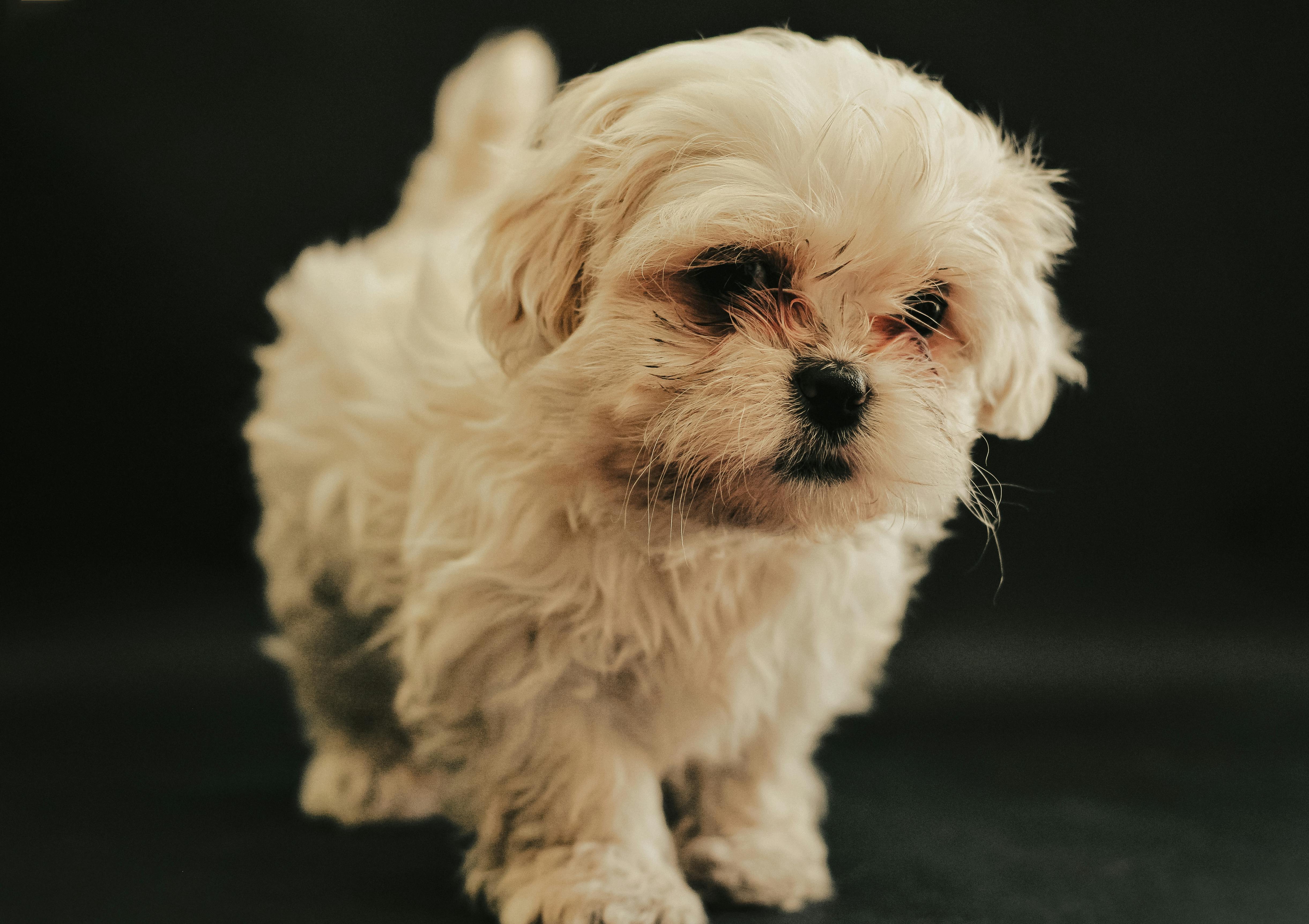 White Maltese Dog Puppy