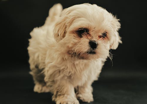 Foto profissional grátis de animal, animal de estimação, cachorro branco