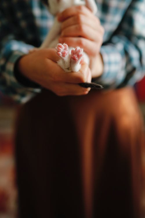 dikey atış, eller, Evcil Hayvan içeren Ücretsiz stok fotoğraf