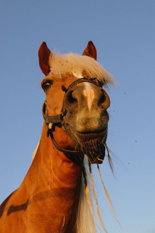 Free Majestic horse looking into the camera with a clear blue sky background. Stock Photo