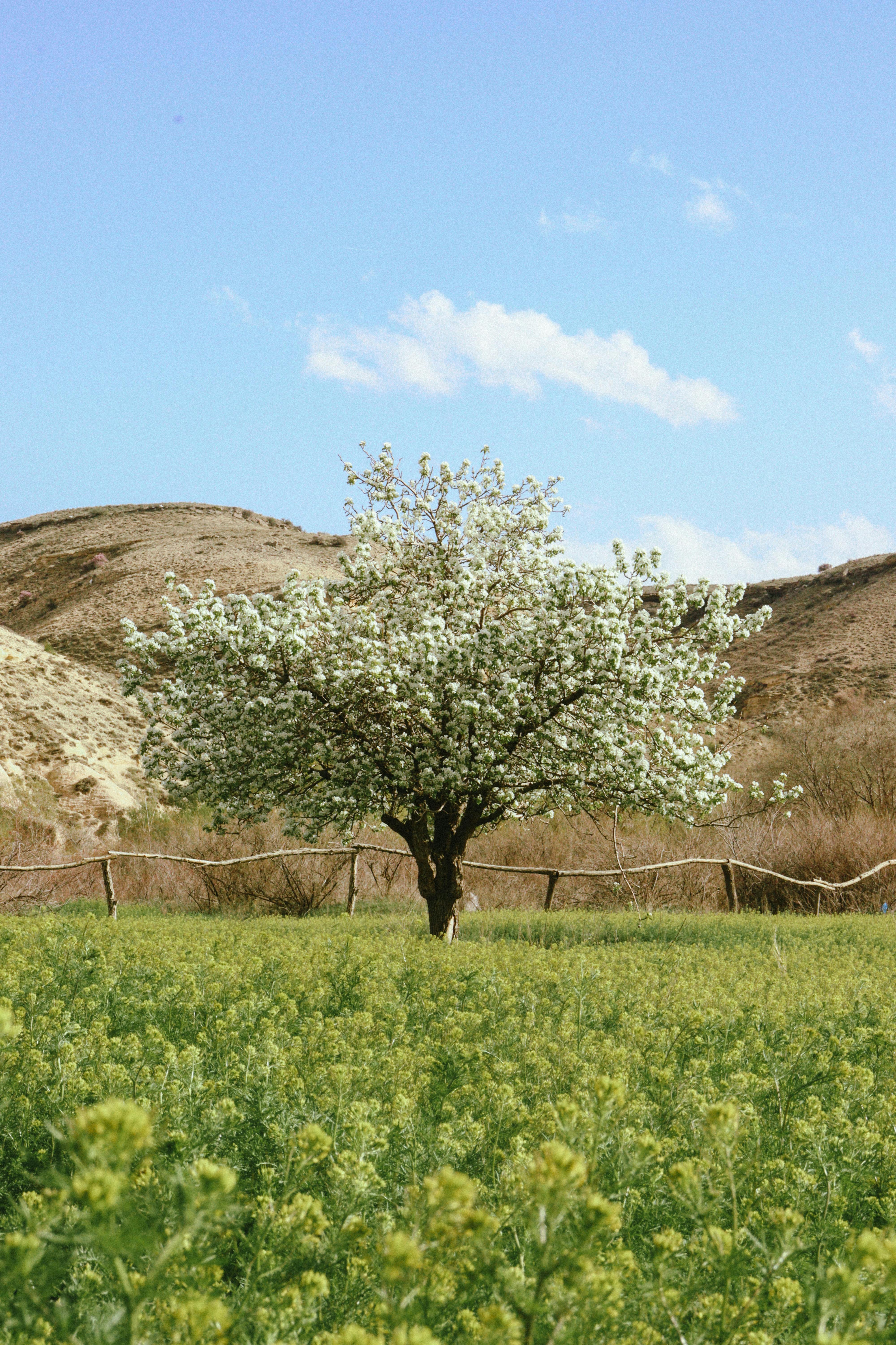 A single blooming tree in a meadow under a clear blue sky, ideal for nature lovers.