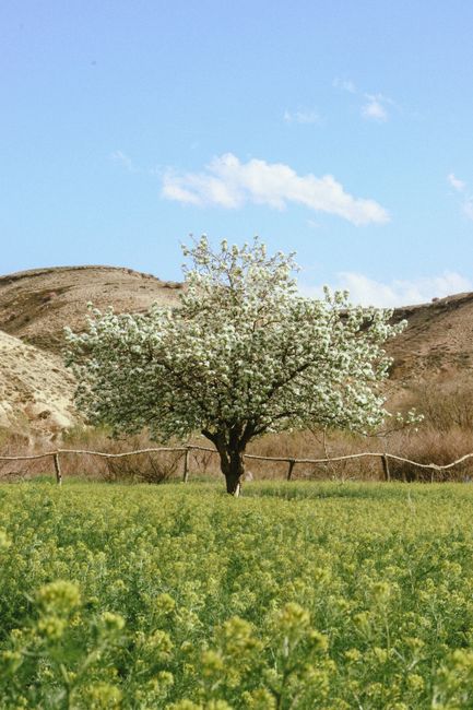 A single blooming tree in a meadow under a clear blue sky, ideal for nature lovers.