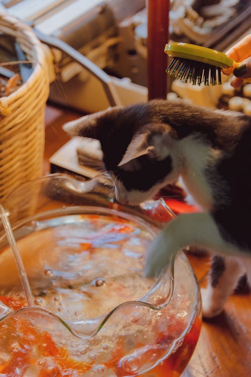 Calico Cat to Touch Bowl of Juice