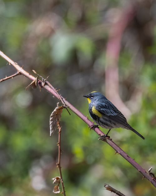 Free Yellow-rumped Warbler perched on a branch capturing nature's beauty in East Wenatchee, WA. Stock Photo