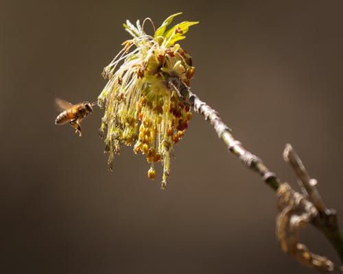 Gratis arkivbilde med anlegg, bie, blomst