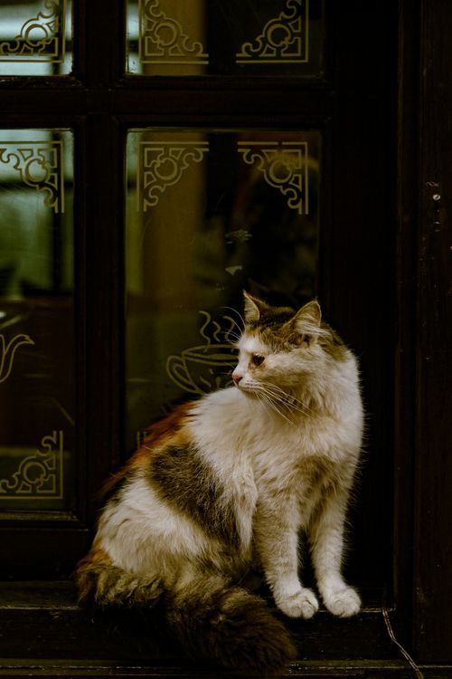 Free A fluffy cat sits elegantly by a vintage window with intricate design, offering a calm and serene vibe. Stock Photo