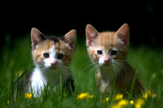 Two cute kittens sit amidst a lush field of grass, showcasing their playful charm and innocence.