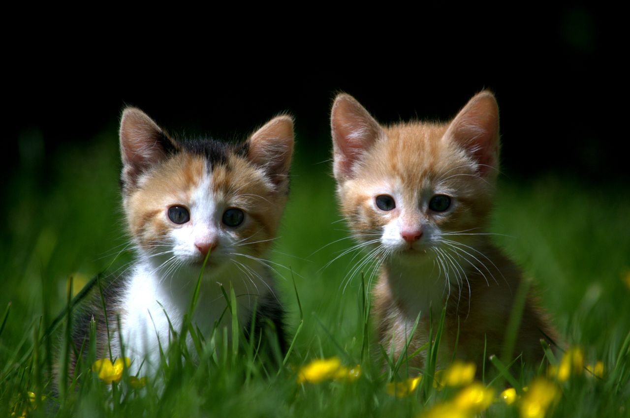 two cute kittens sit amidst a lush field of grass showcasing their pla