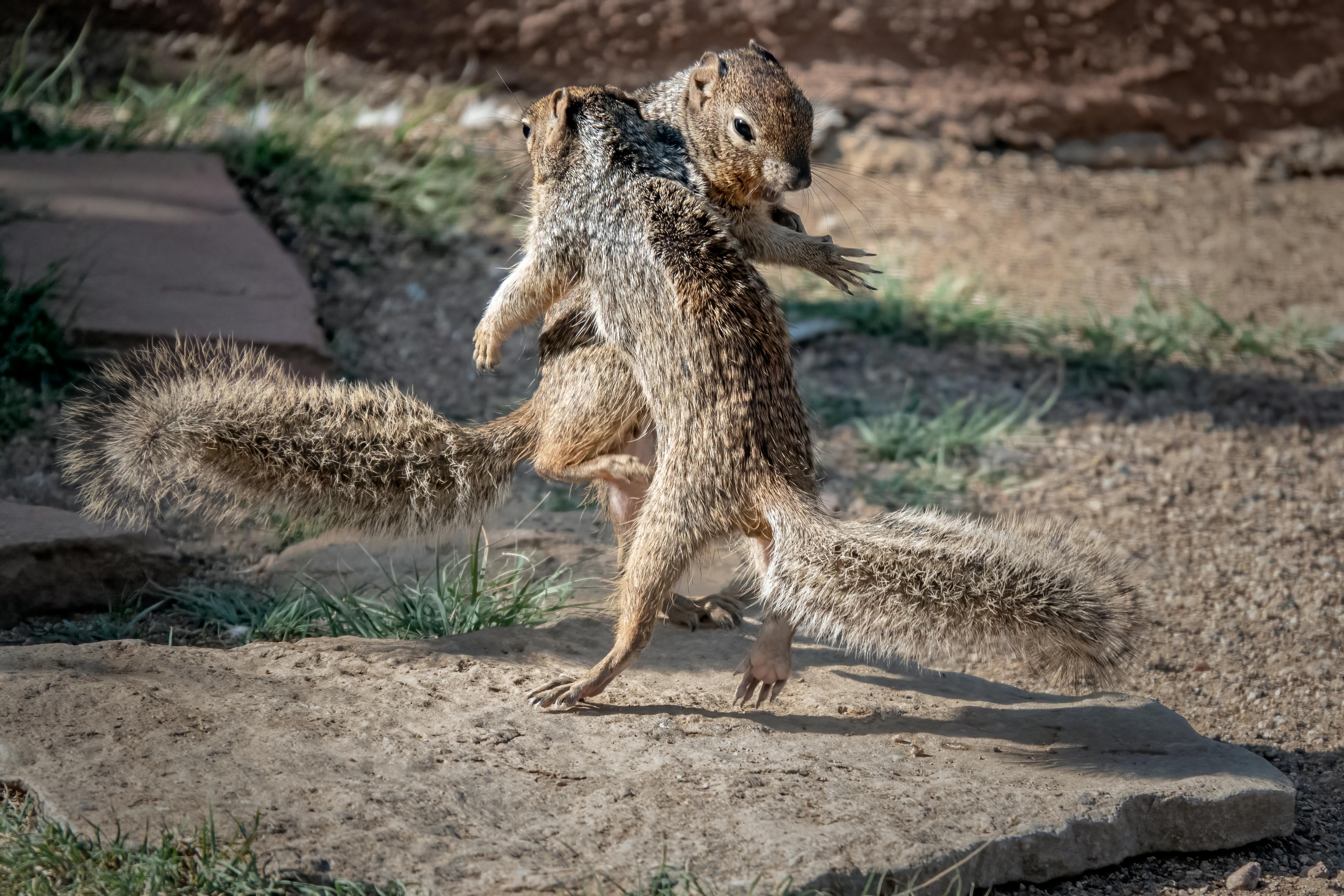 Squirrels Playing on Ground · Free Stock Photo