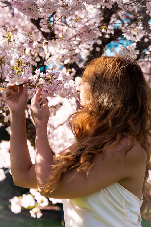Free A woman with long hair enjoys fragrant cherry blossoms in a Vancouver park. Stock Photo
