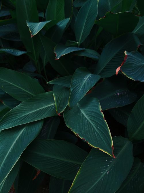 Free High angle view of vibrant green tropical leaves with subtle red edging, creating a natural pattern. Stock Photo