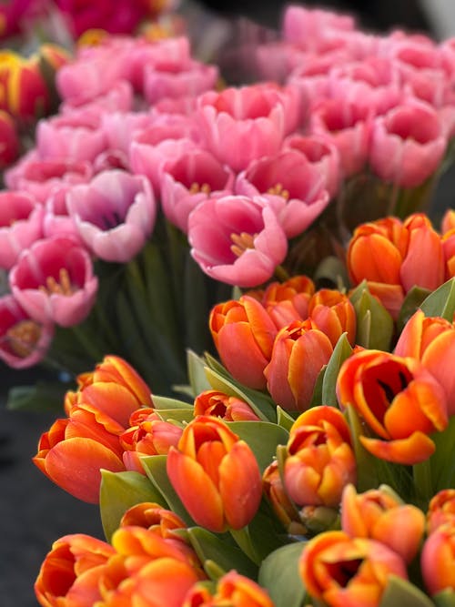 Fotos de stock gratuitas de abundancia, enfoque selectivo, flores