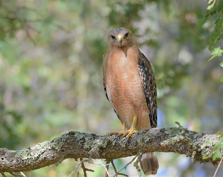 Hawk In Nature