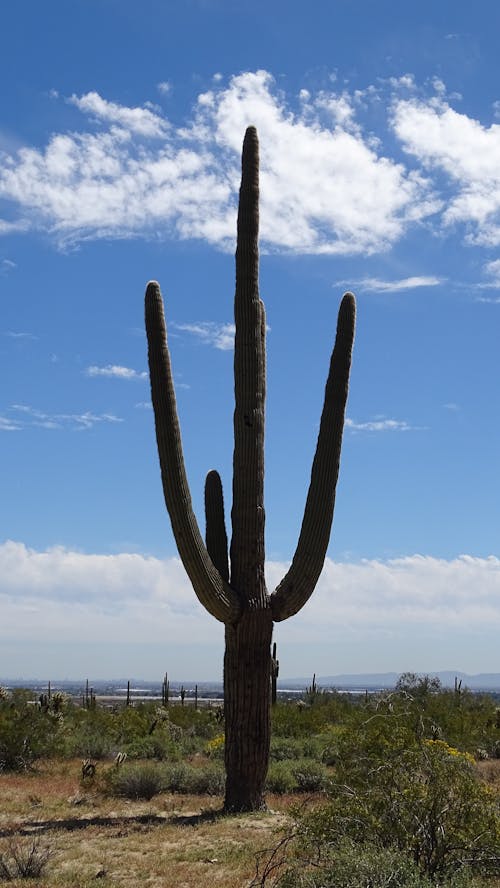 Δωρεάν στοκ φωτογραφιών με saguaro, Αριζόνα, βόλτα στην έρημο