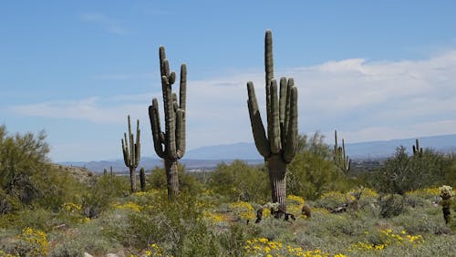 Δωρεάν στοκ φωτογραφιών με background, saguaro, Αριζόνα