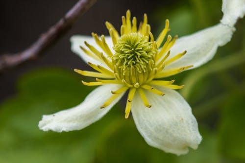 bitki, boru sapı akasma, çiçek içeren Ücretsiz stok fotoğraf