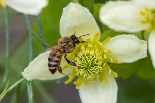 Foto profissional grátis de abelha, animal, estames