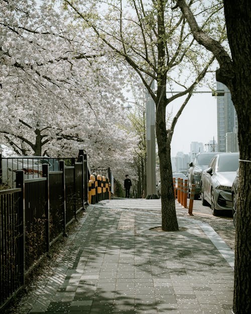 Trees over Sidewalk in Spring