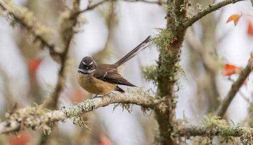 New Zealand Fantail Bird