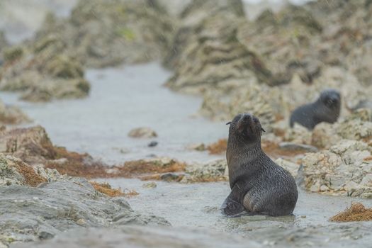 Wild fur seals resting on the rocky shores of Kaikōura, New Zealand.