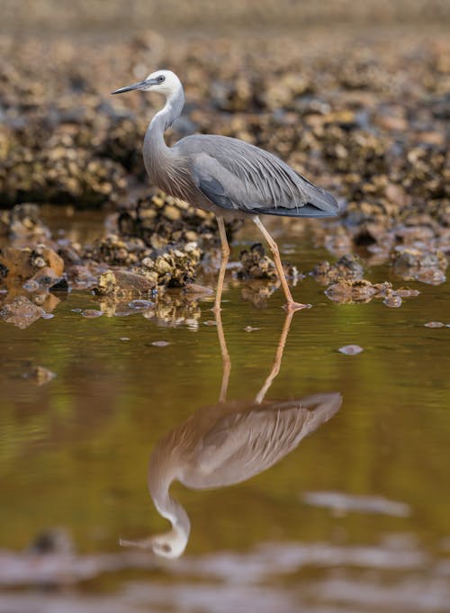 Close up of White-faced Heron