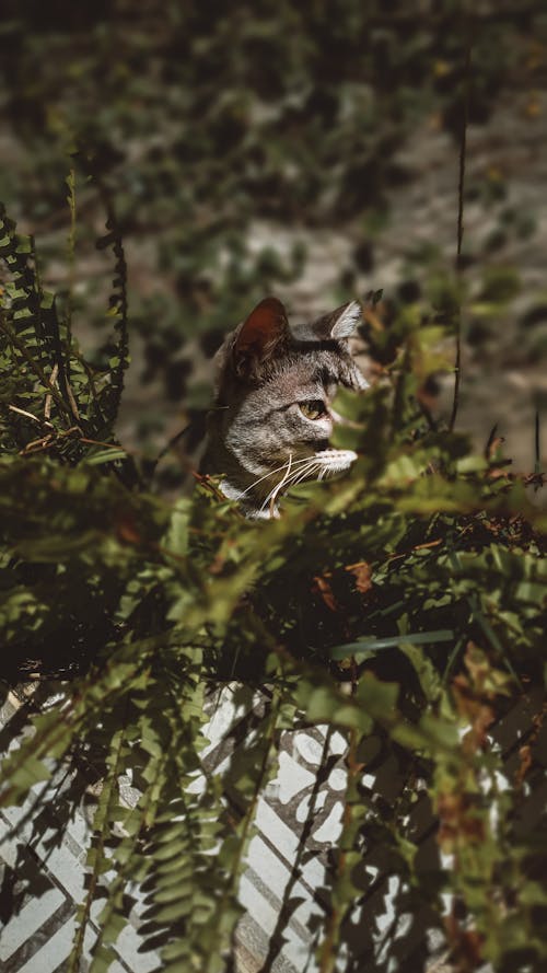 Foto profissional grátis de clínica de cuidado de animais domésticos, gato de estimação, gatos