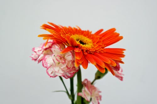 免费 橙色雏菊盛开 素材图片