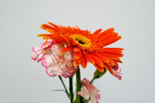 生动的非洲菊特写与精致的粉红色康乃馨相映成趣，展现了大自然的美丽