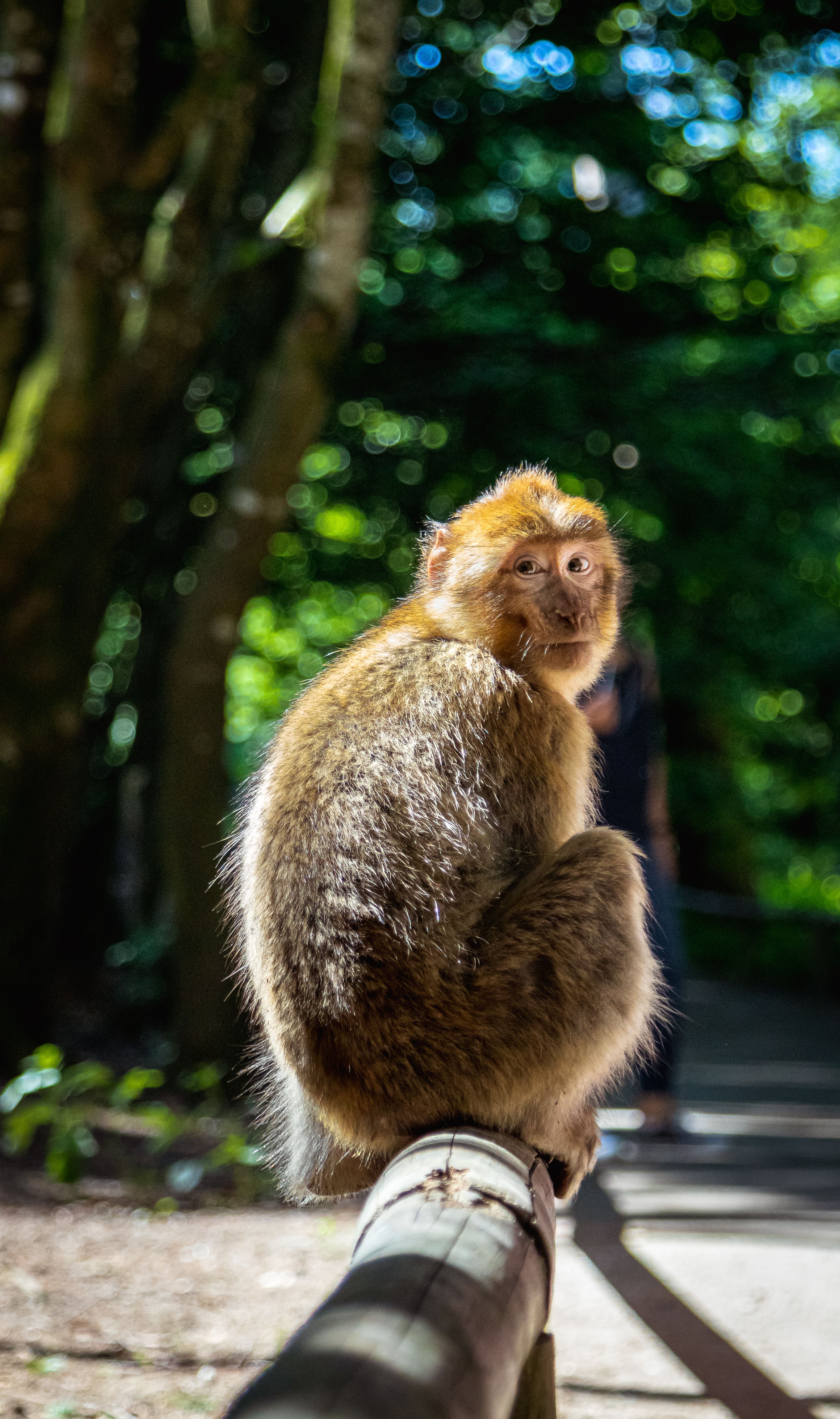 Monkey Sitting on Wooden Railing and Turning Back · Free Stock Photo