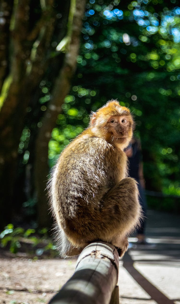 Monkey Sitting On Wooden Railing And Turning Back