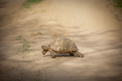 カメ, 動物, 壁紙の無料の写真素材