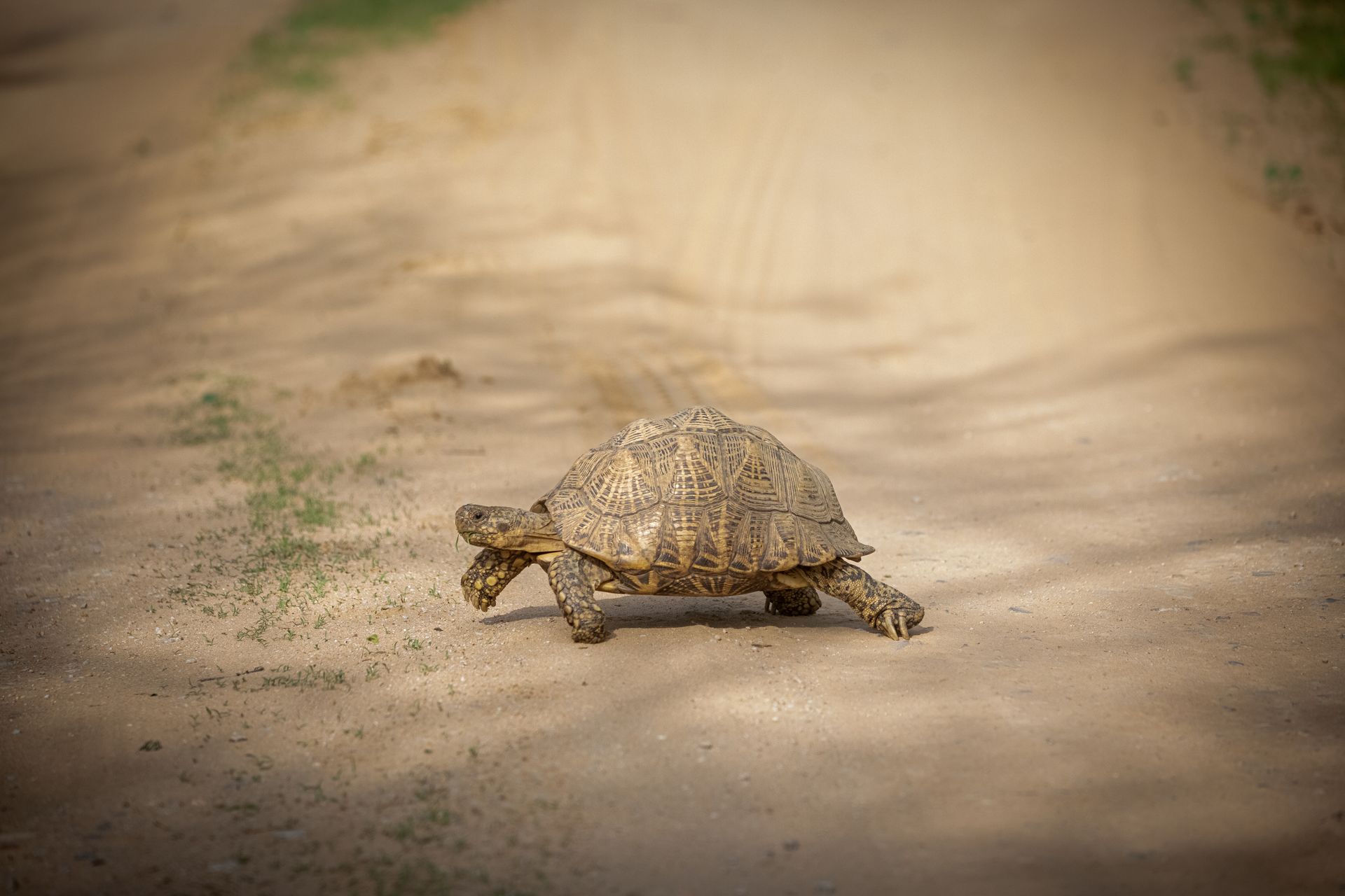 A tortoise leisurely crossing a sandy path, showcasing its natural habitat.