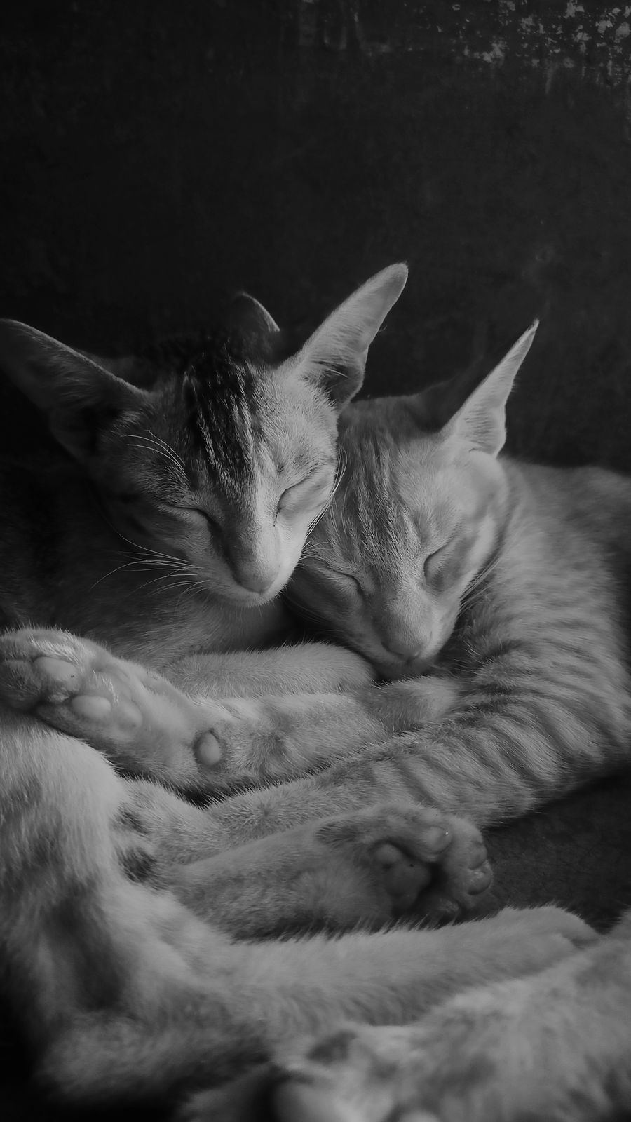 Two cats resting peacefully together indoors