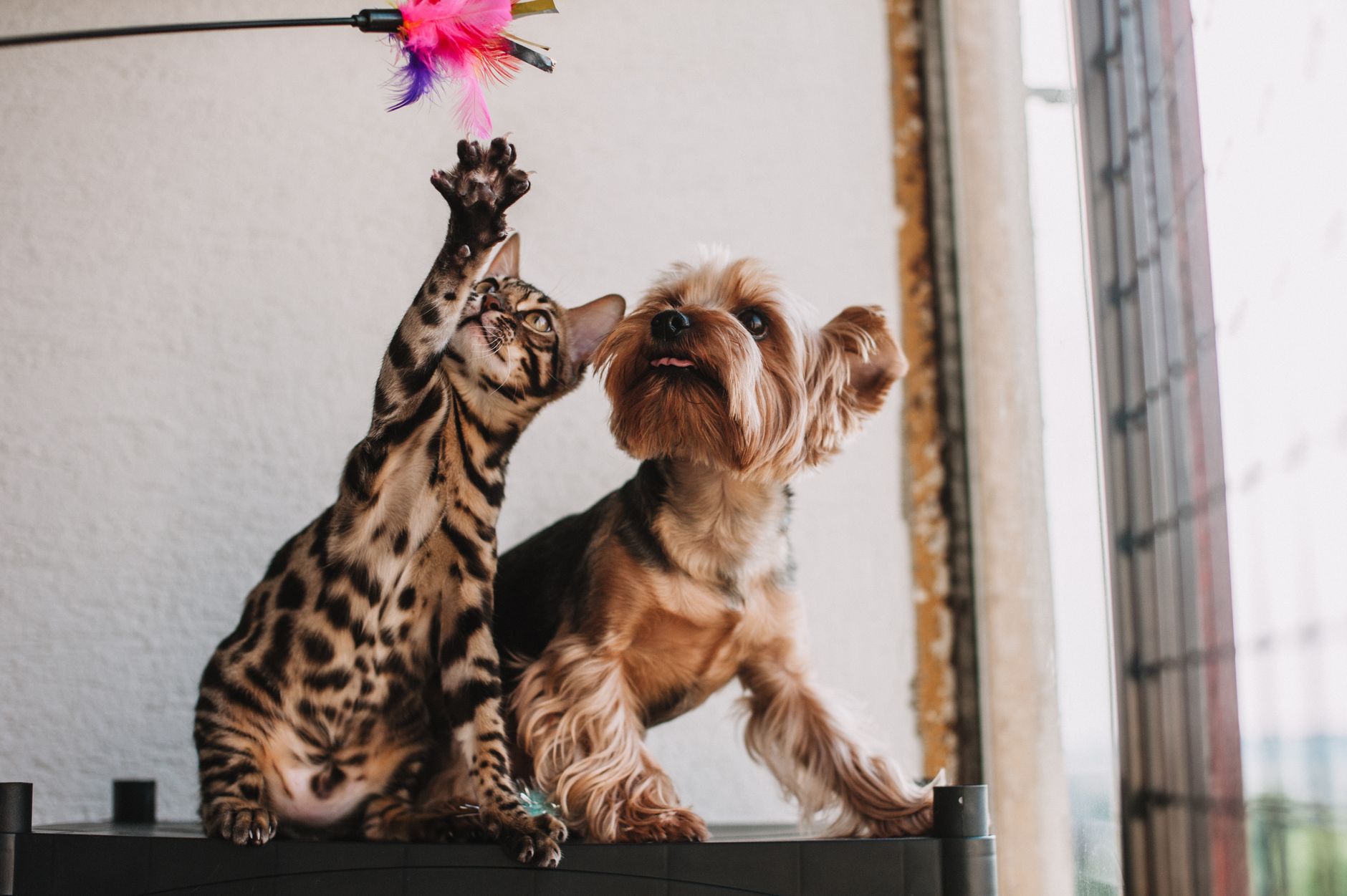 Best Interactive Cat Toys for Solo Play (2026) – Keep Your Cat Busy and Happy Without You