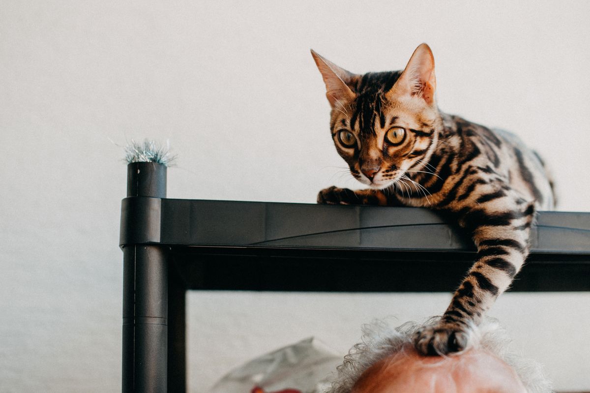 Indoor cat exploring vertical wall shelves designed for climbing and enrichment