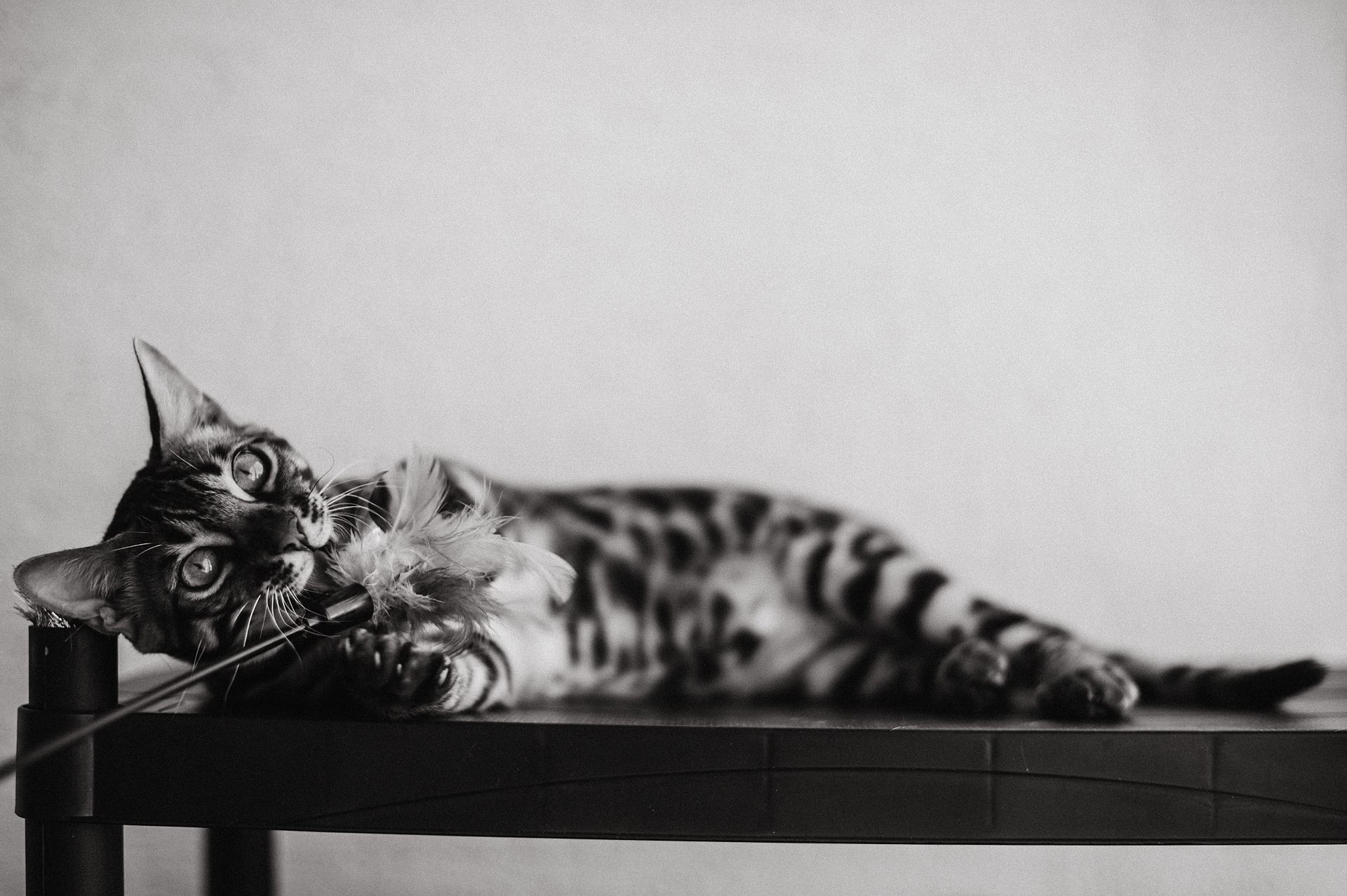 Cat Lying Down and Holding Toy