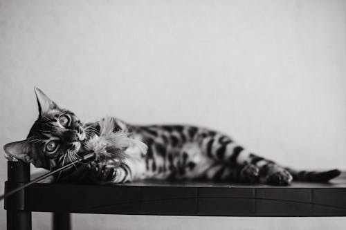 Free Cat Lying Down and Holding Toy Stock Photo