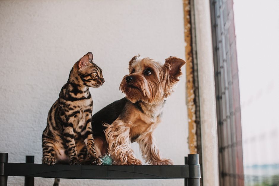 Securing Pet Insurance for Hereditary Conditions UK 2026