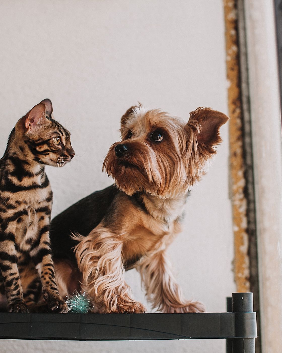 A pet waiting to be reunited with its owner