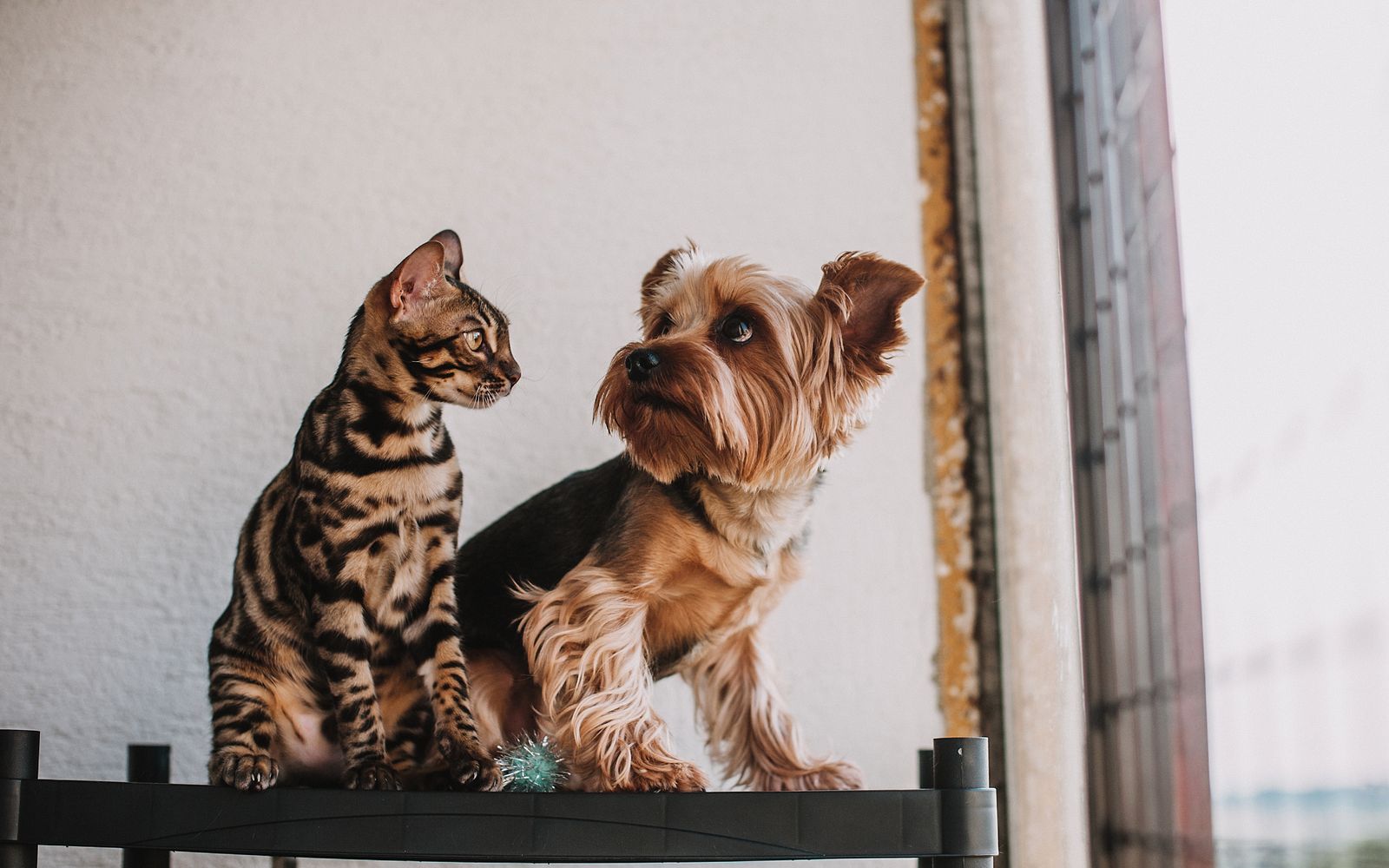 Pets