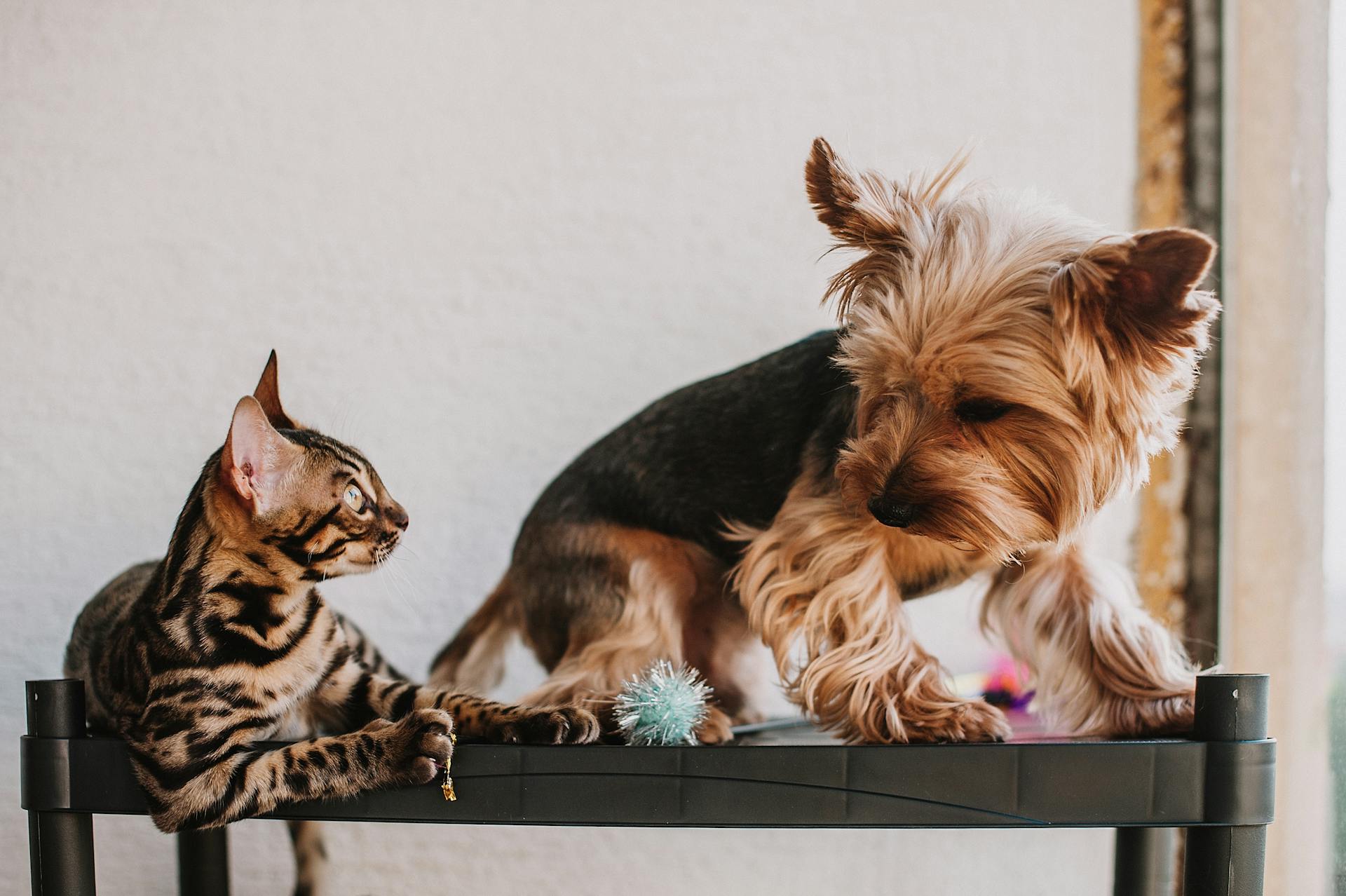 Cat and Dog Together