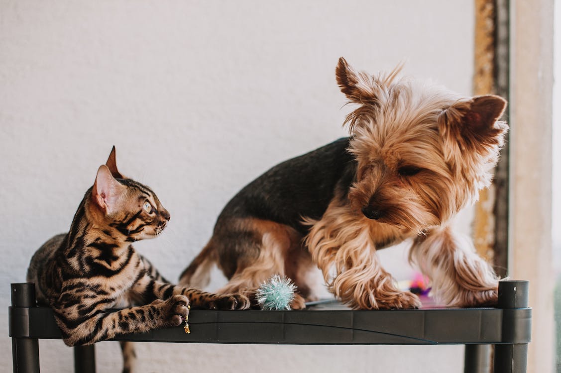 Free A curious Yorkshire Terrier and Bengal Cat engage playfully on a black table indoors. Stock Photo